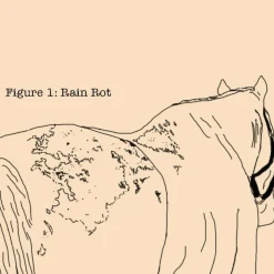 Absorbine Fungasol Skin Treatment Ointment for Horses 13 oz
