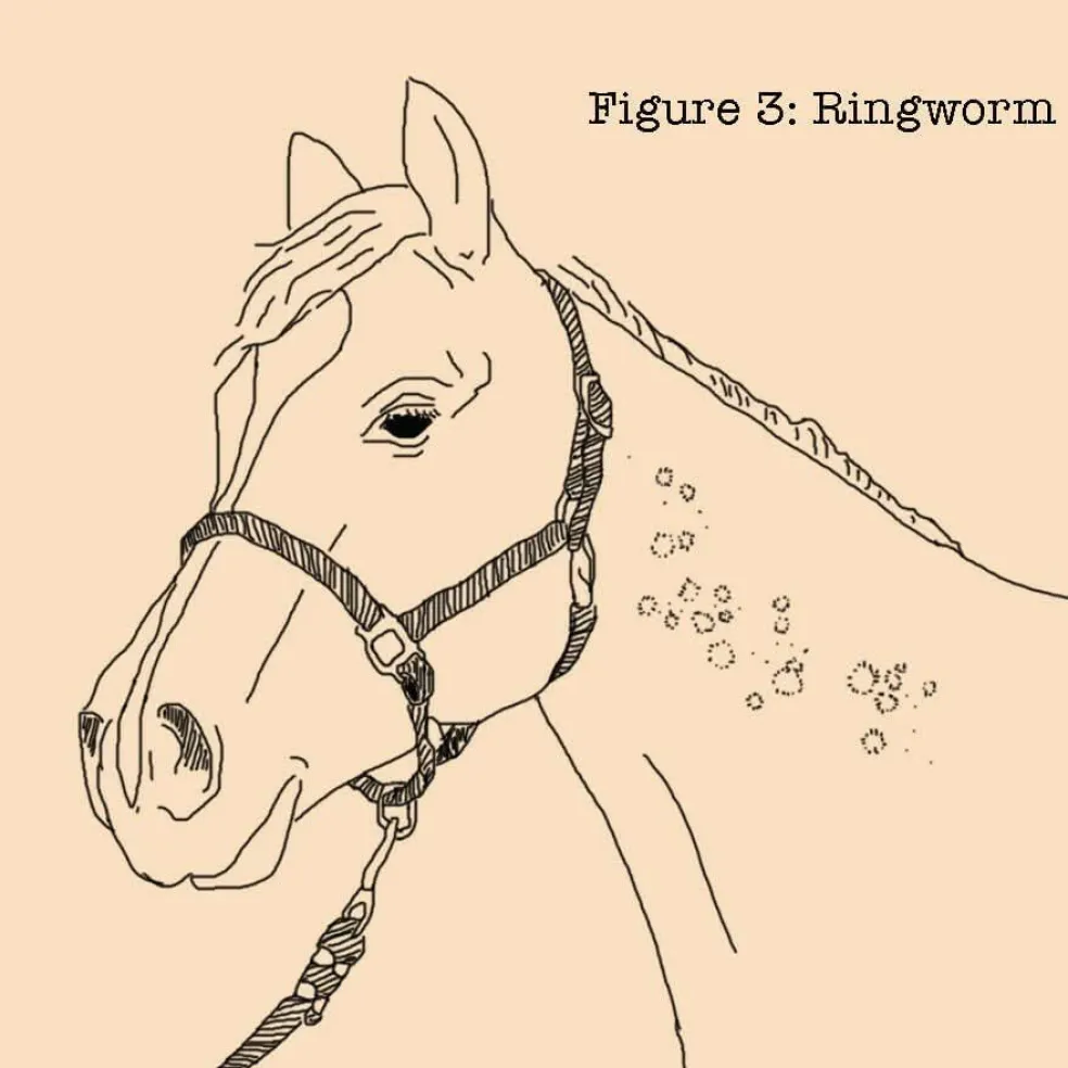 Absorbine Fungasol Spray for Horses (22 oz)