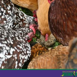 Backyard Boot Busy Balls For Digestion and Gut Health for Chickens (6 balls)