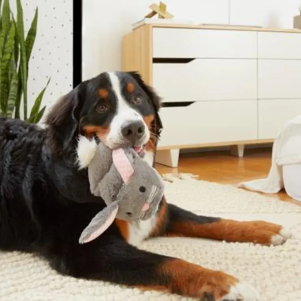 BARK Itty & Bitty the Bunny Slippers Dog Toys