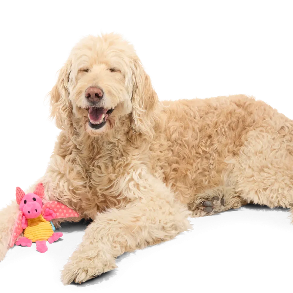 BARK Valentine Dingbert The Dragon Plush Dog Toy