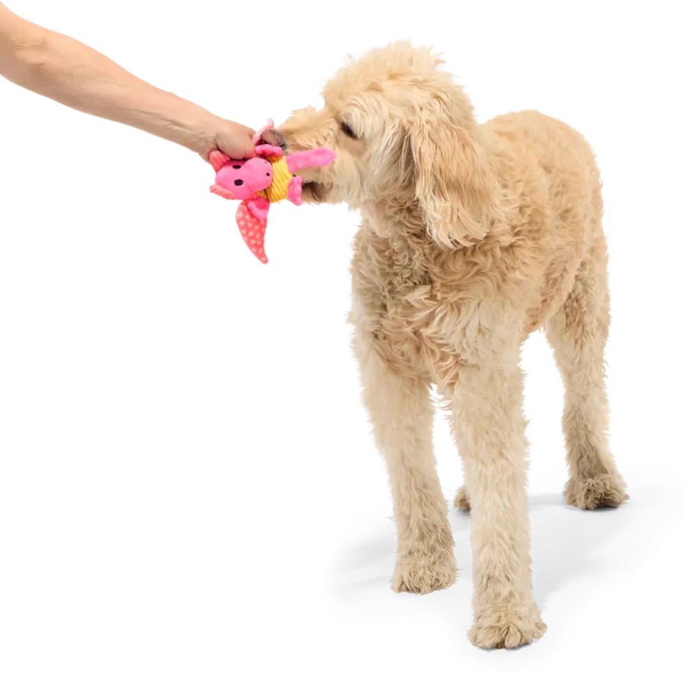 BARK Valentine Dingbert The Dragon Plush Dog Toy