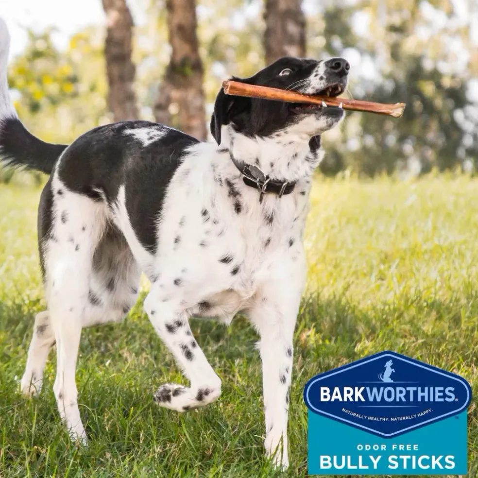Barkworthies Odor-Free American Bully Sticks Treats For Dogs 12", 1ct