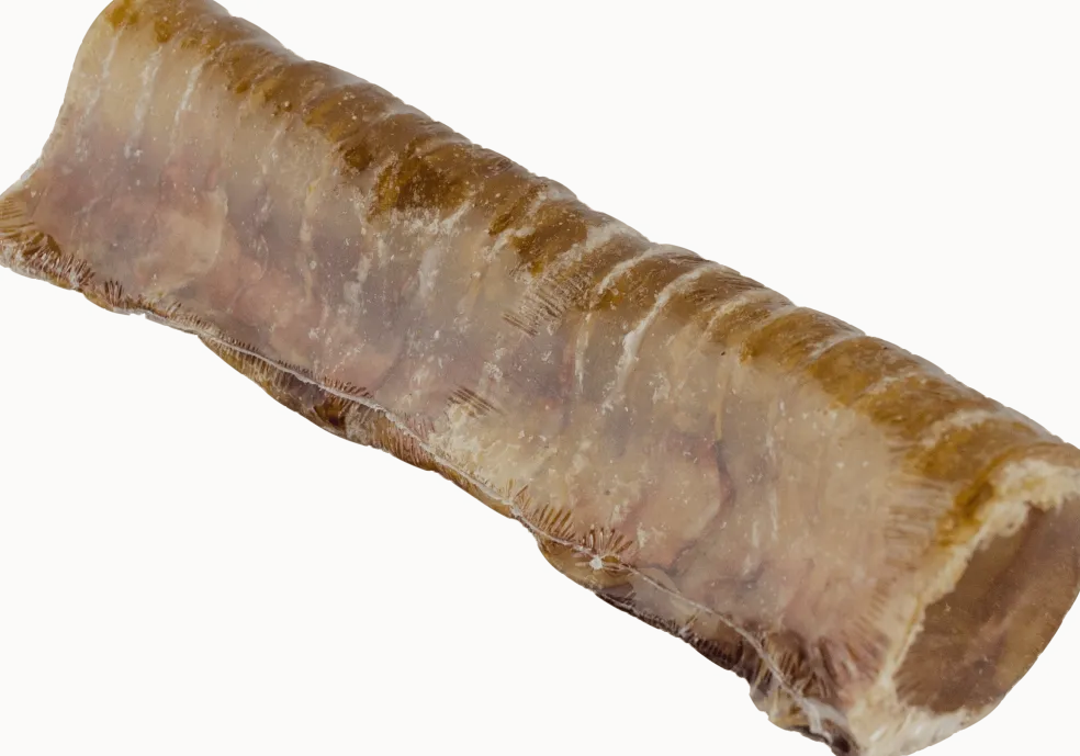 Beef Trachea 6”