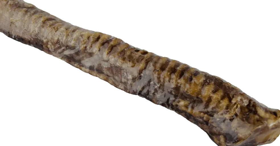 Beef Trachea 12”