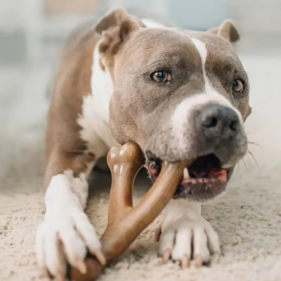 Benebone Bacon Flavor Wishbone Durable Chew Toy for Dogs
