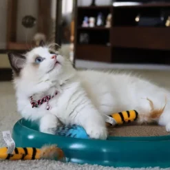 Bergan Star Chaser Catnip Toy For Cats (assorted colors)