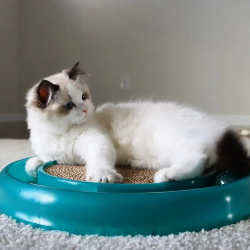 Bergan Turbo Scratcher Toy For Cats (Assorted Colors)