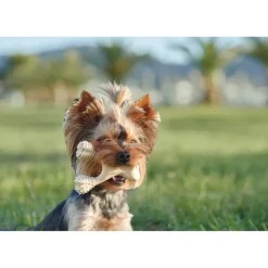 BetterBone Hard Density Classic Flavor Chew Toy For Dogs