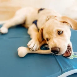 BetterBone Soft Density Classic Flavor Chew Toy For Dogs