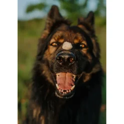 Boss Dog Proballs Freeze Dried Raw Pork Meatballs with Probiotics Treats for Dogs & Cats