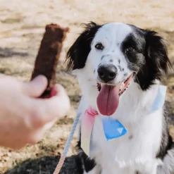 Bundle x Joy Beef Superfood Jerky Bars for Dogs