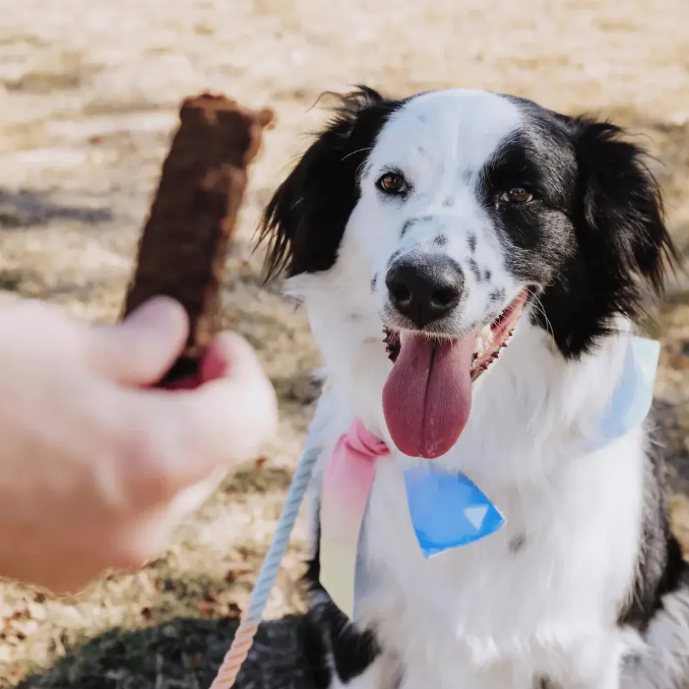 Bundle x Joy Beef Superfood Jerky Bars for Dogs