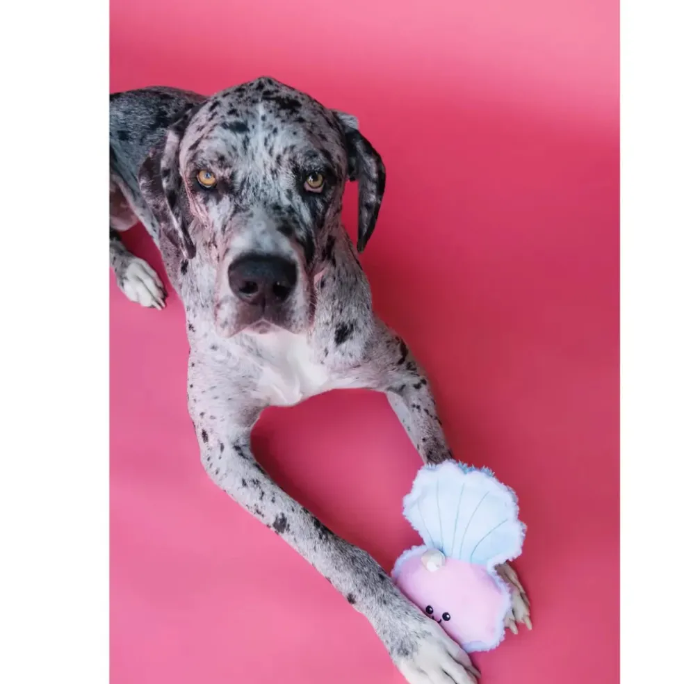 Bundle x Joy Oyster & Pearl Crinkle & Squeak Dog Toy