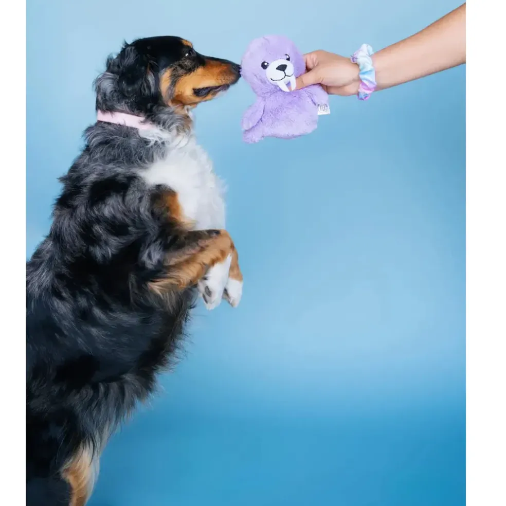 Bundle x Joy Walrus Cone Crinkle & Squeak Dog Toy