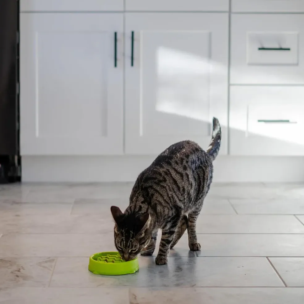 Catstages Kitty Slow Feeder, Green