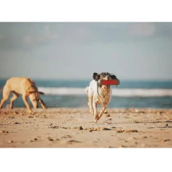 Chuckit! Amphibious Bumper Fetch & Float Dog Toy (Color Varies)