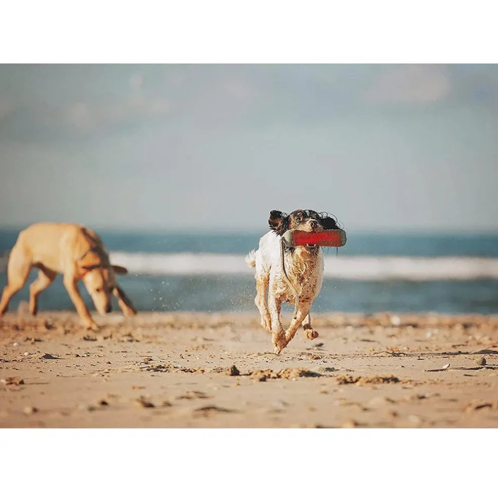 Chuckit! Amphibious Bumper Fetch & Float Dog Toy (Color Varies)