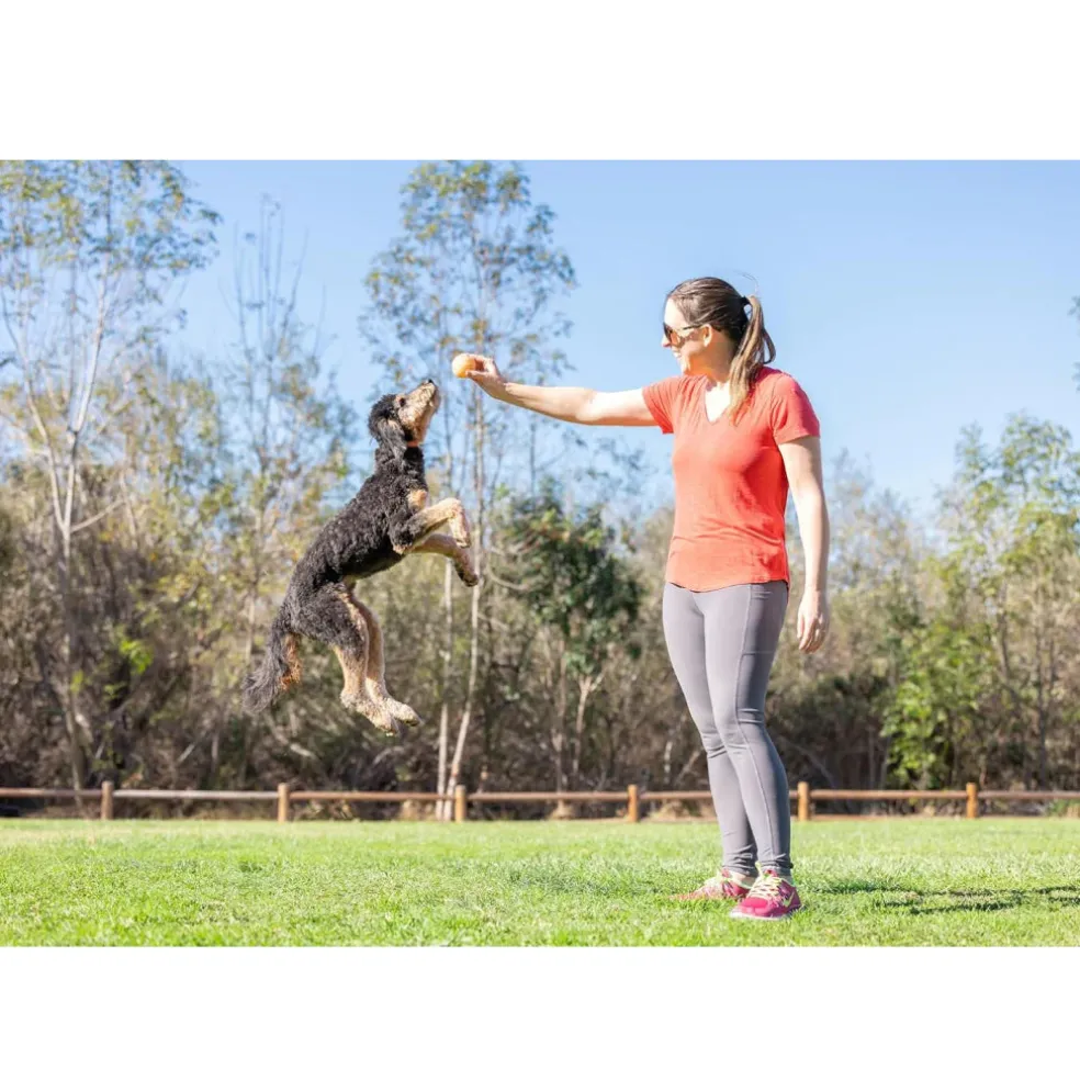 Chuckit! Birthday Fetch Ball Toy For Dog - Medium (Multi Color)