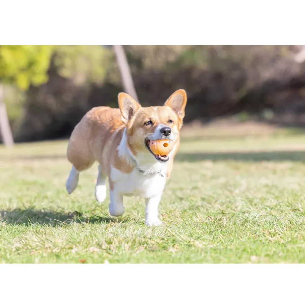 Chuckit! Birthday Fetch Ball Toy For Dog - Medium (Multi Color)
