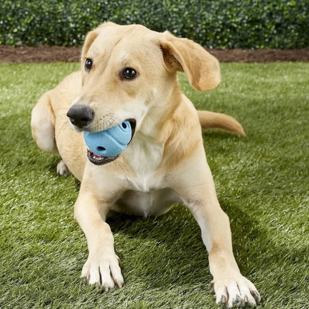 Chuckit! The Whistler Ball Toy For Dogs