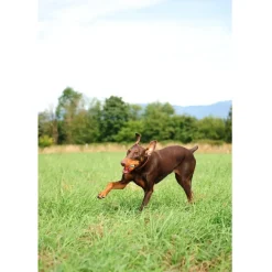 Chuckit! Ultra Ball Toy For Dogs