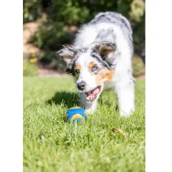Chuckit! Ultra Squeaker Ball Toy For Dogs, Medium