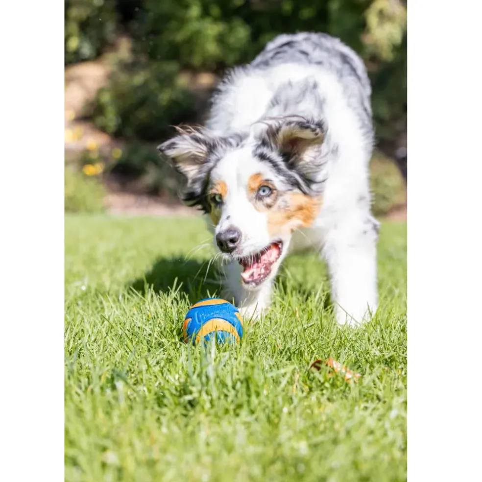 Chuckit! Ultra Squeaker Ball Toy For Dogs, Medium