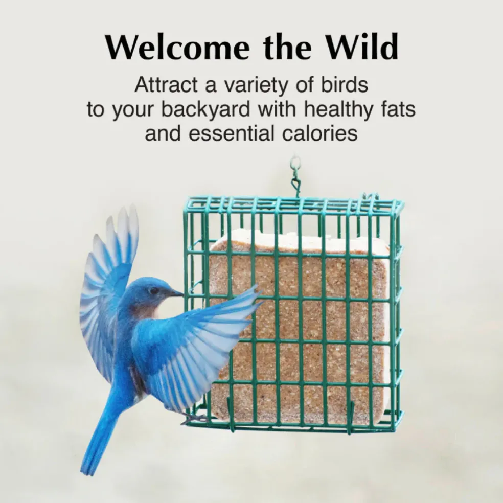 C&S High Energy Delight No Melt Suet Dough for Wild Birds (11 oz)