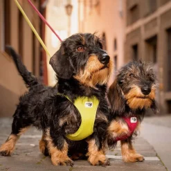 Curli Vest Harness curli Clasp Air-Mesh Sun Orange for Dogs