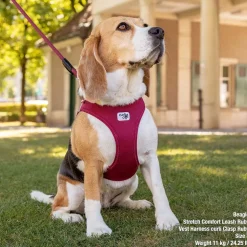 Curli Vest Harness curli Clasp Air-Mesh Sun Orange for Dogs