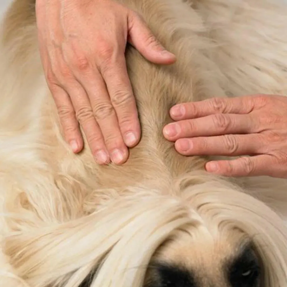 Dermoscent Essential-6 SpotOn Skin Care for Large Dogs 45-90 lbs (4 count)