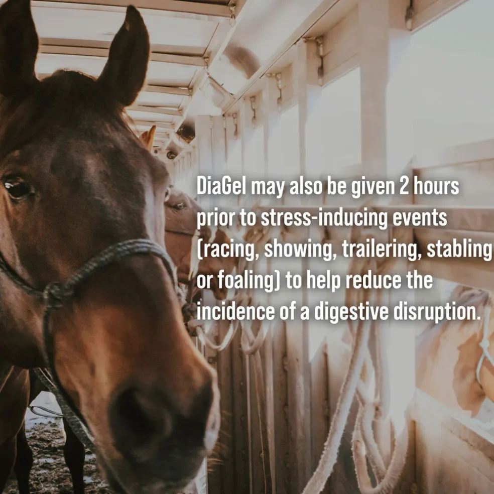DiaGel Anti-Diarrheal Gel for Horses (30 ml)