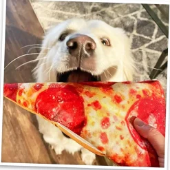 Doggijuana Get the Munchies Refillable Juananip Pizza Squeaky Plush Dog Toy, 1 count