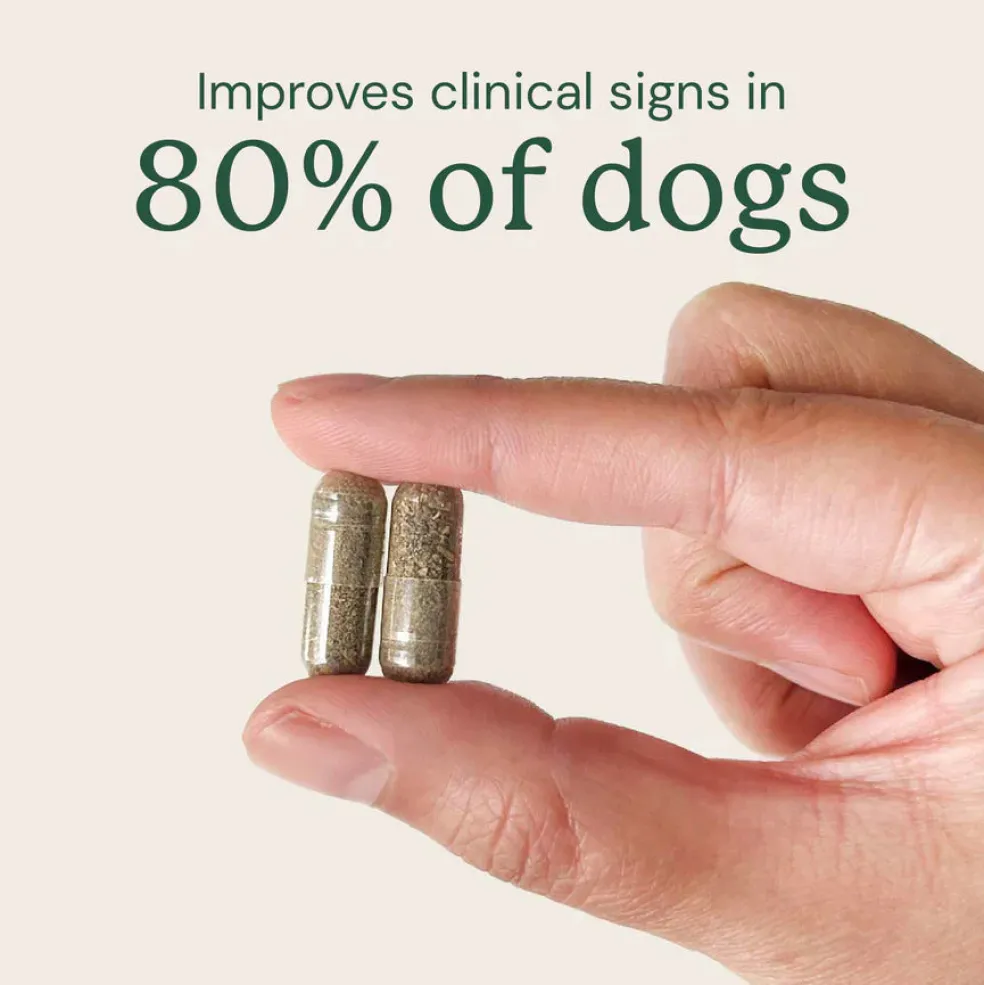 Doggy Biome Gut Restore Supplement FMT Capsules for Dogs