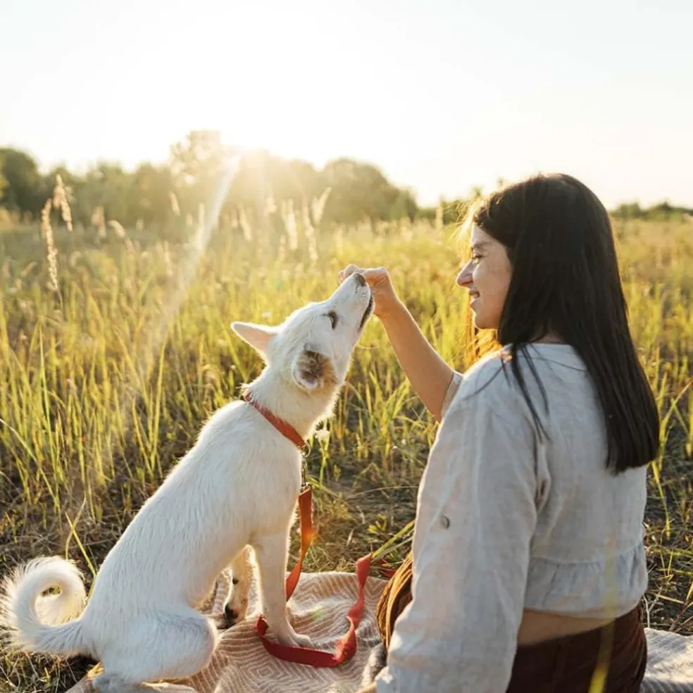 Earthborn Holistic EarthBites Bison & Pumpkin Crunchy Dog Treats