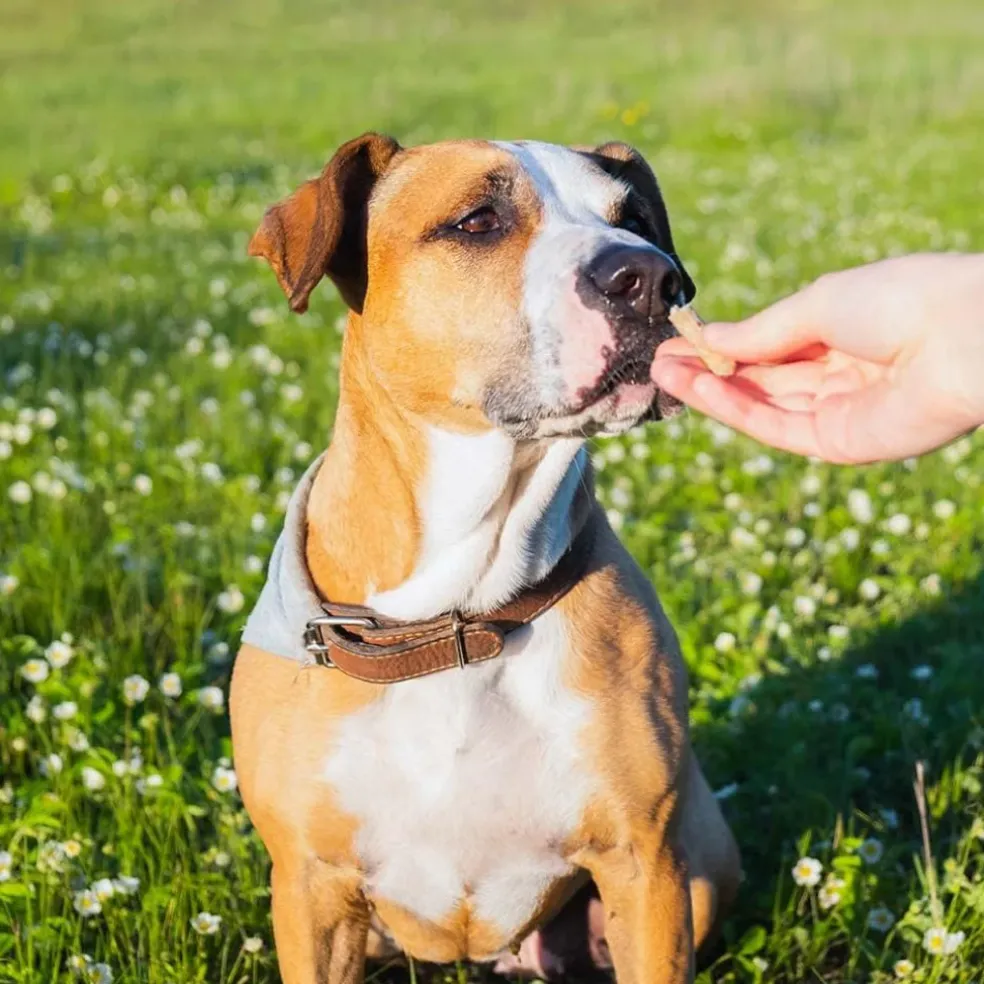 Earthborn Holistic EarthBites Bison & Pumpkin Crunchy Dog Treats