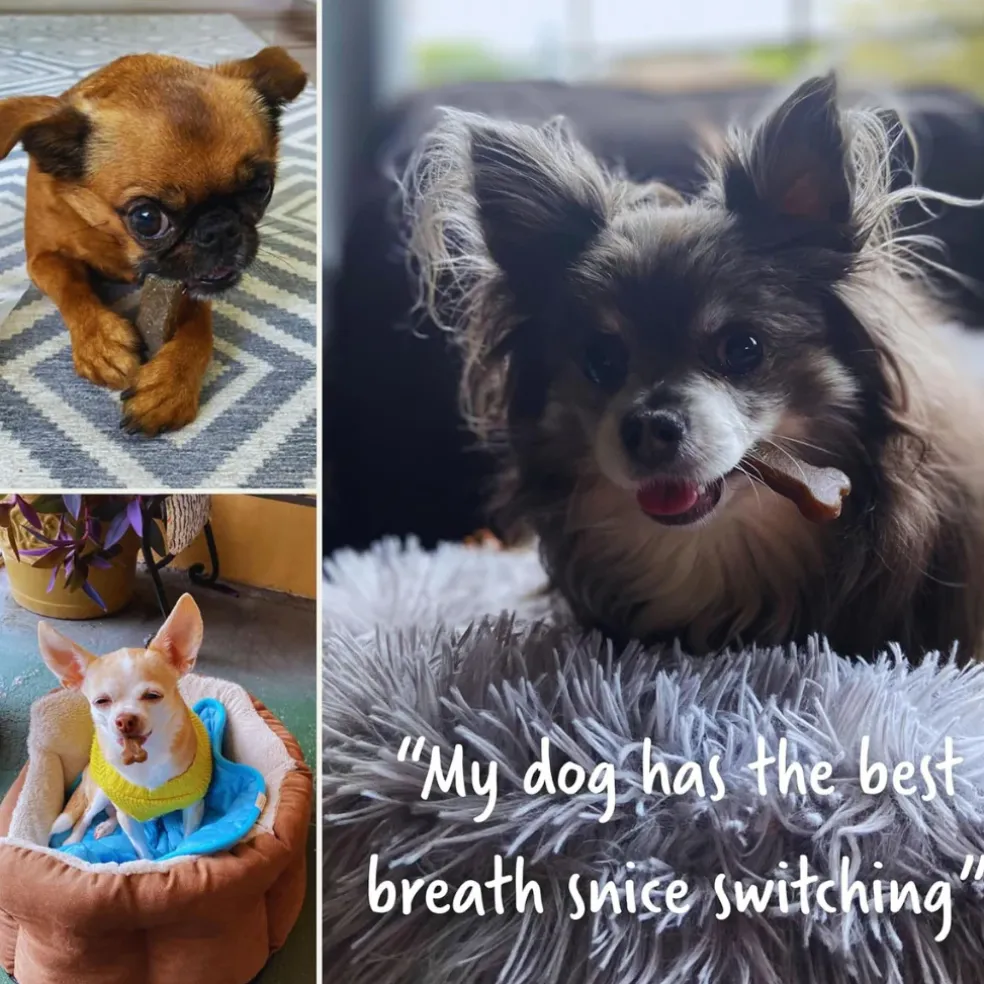 Earthly Pet Earthbones Dental Chews for Dogs