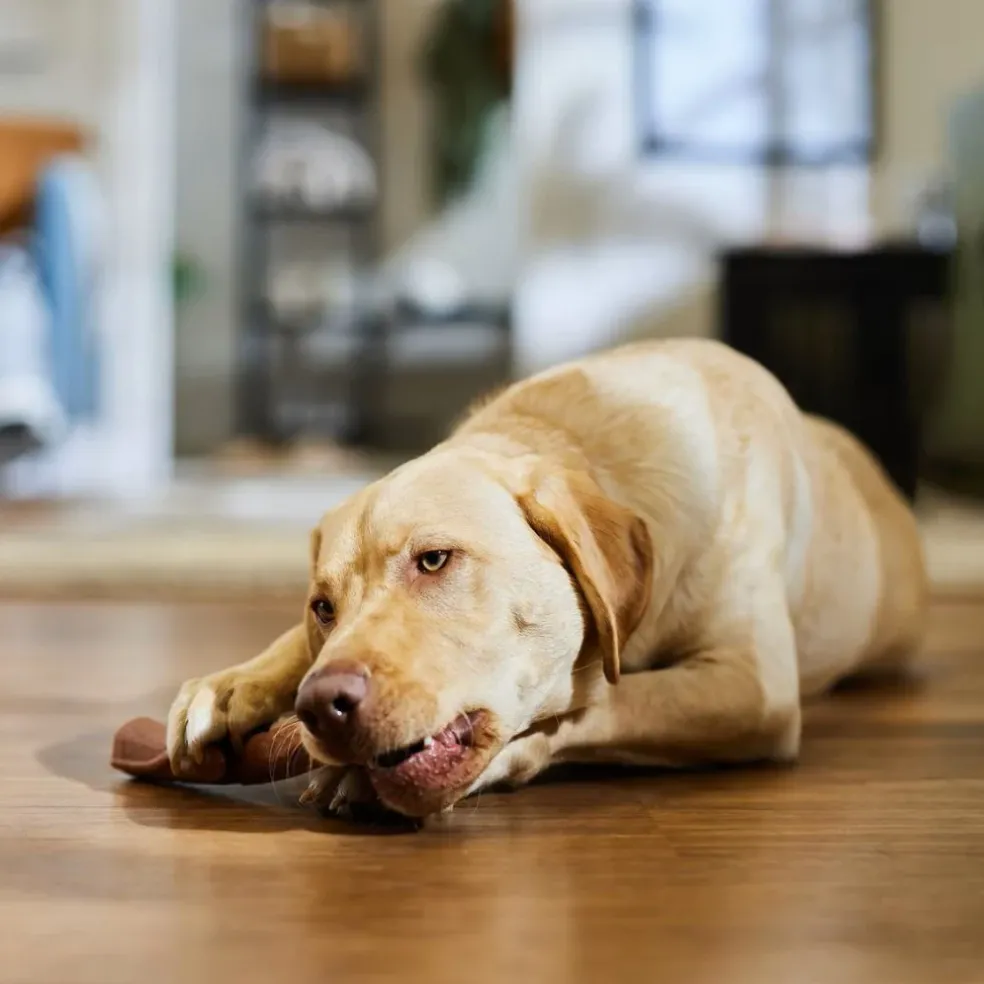 Ethical Bambone Plus Branch Beef Toy For Dog (9.5")