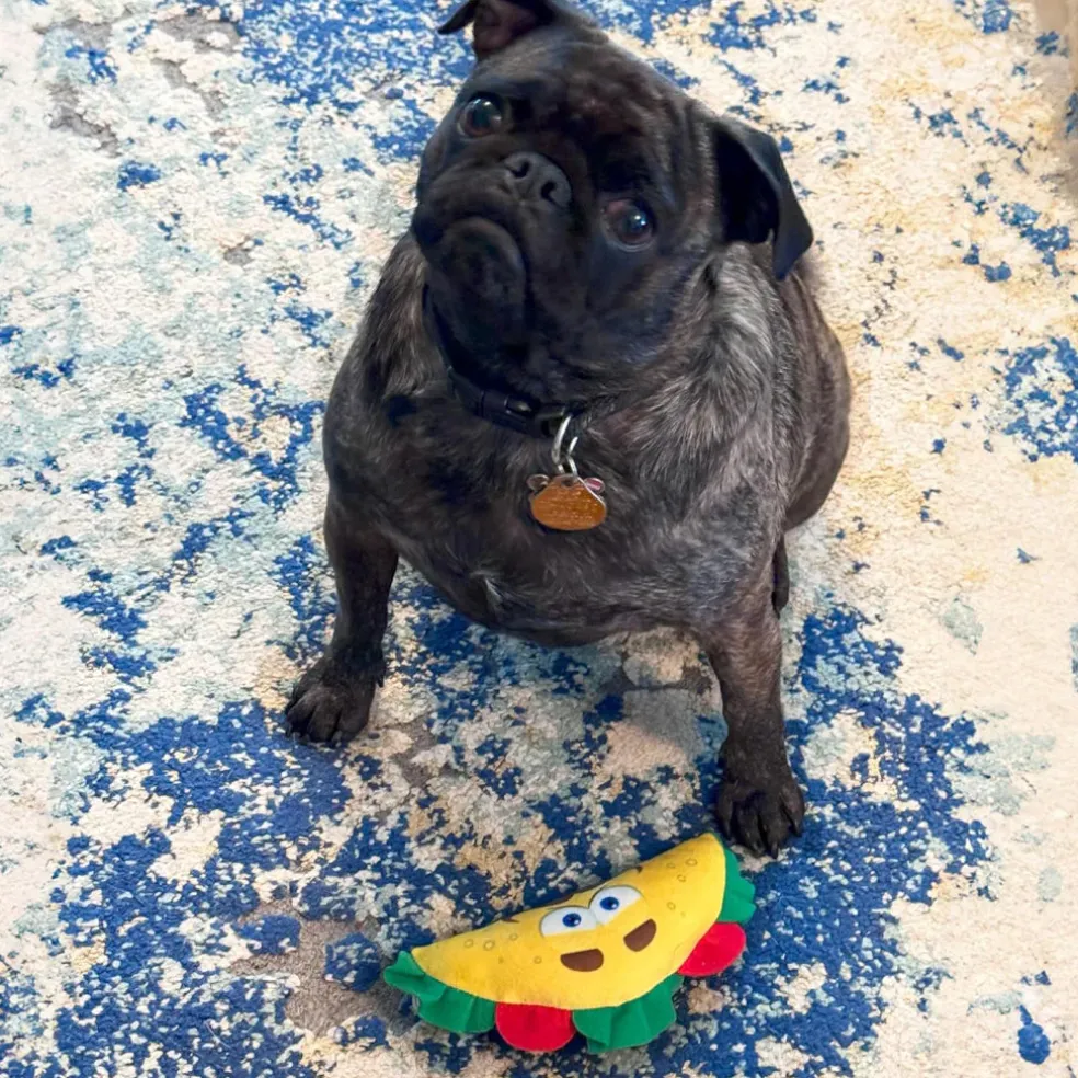 Ethical Fun Food Taco Toy For Dog (Small)