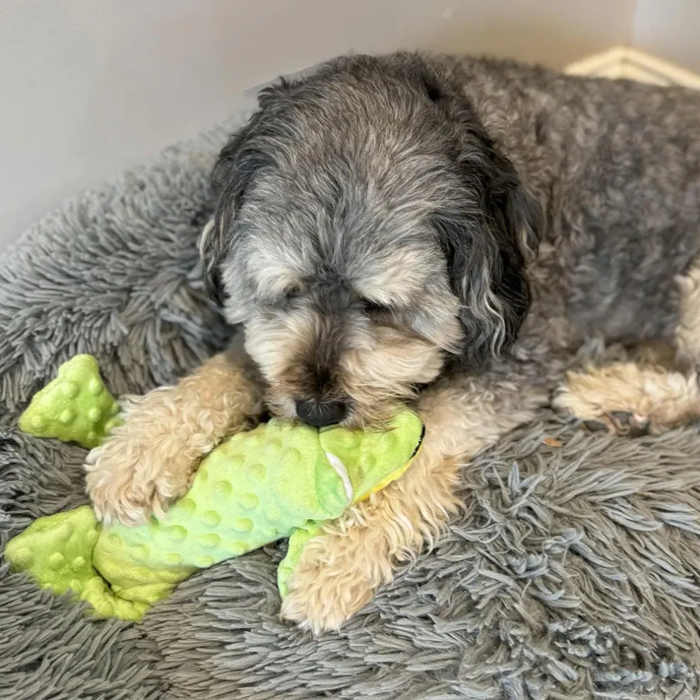 Ethical Pet Skinneeez Extreme Stuffer Frog Toy for Dogs 14"