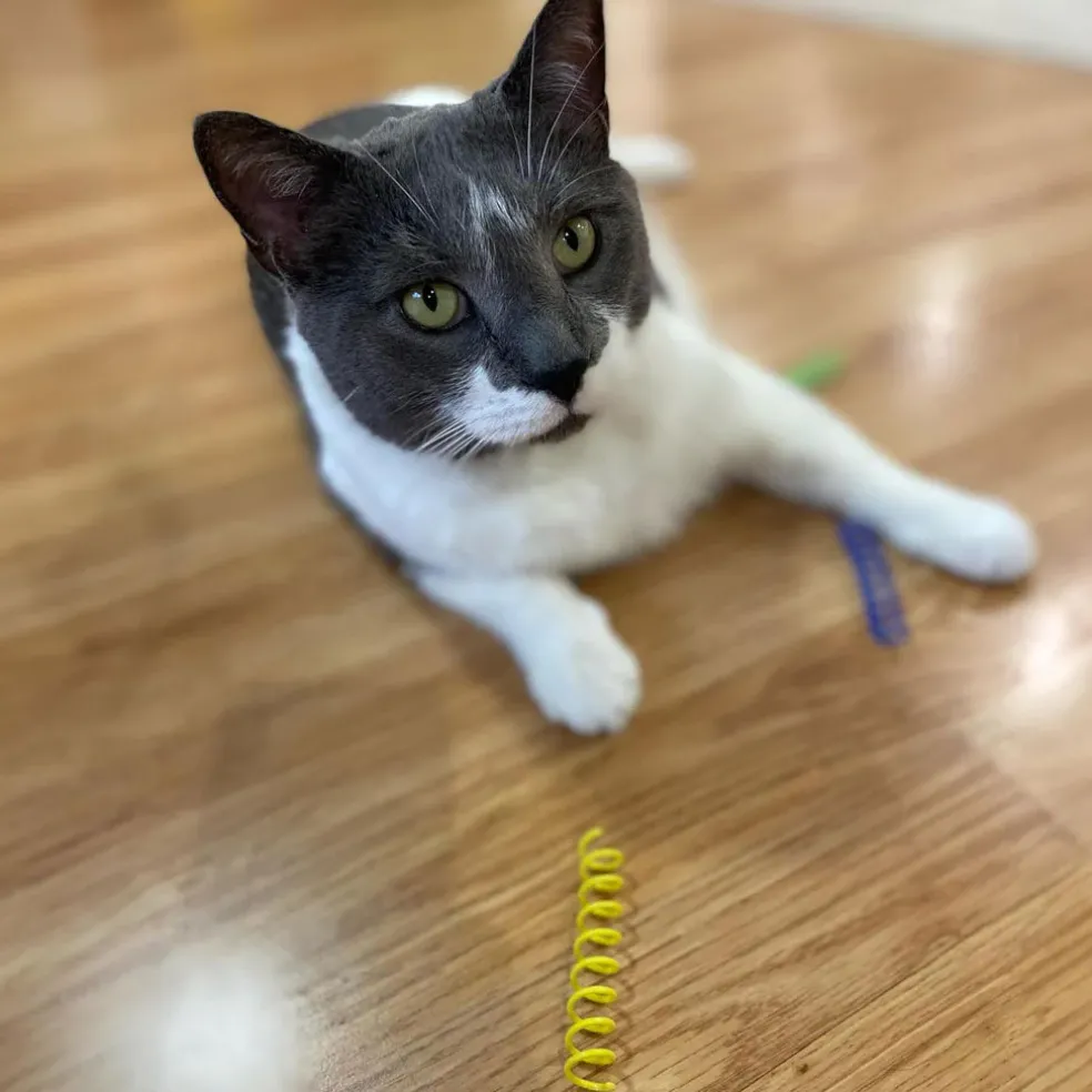 Ethical Pet Spot Colorful Springs Catnip Toy Thin, Assorted, 3", 10-count