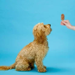 Ethical Pup Ice Choccy Lollies Peanut Butter & Chocolate Ready to Freeze Dog Treats, 2 pack