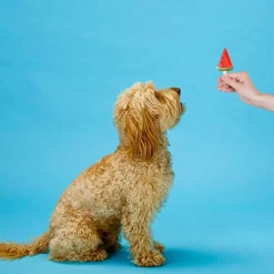Ethical Pup Ice Fruity Lollies Ready to Freeze Dog Treats, 3-pack