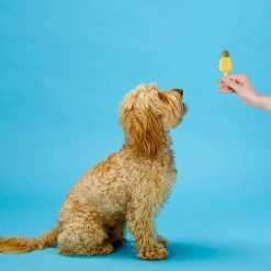 Ethical Pup Ice Fruity Lollies Ready to Freeze Dog Treats, 3-pack