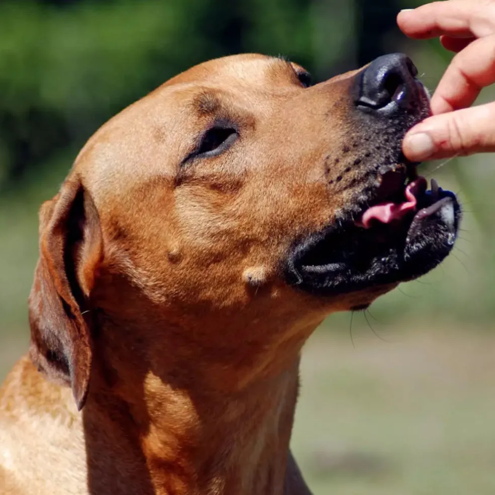 Farmland Traditions Dogs Love Chicken Grain-Free Jerky Dog Treats