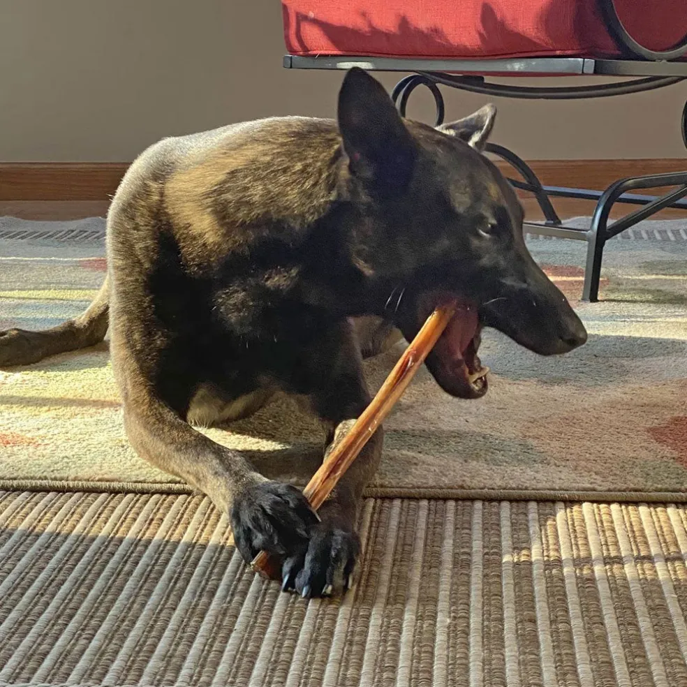 Fieldcrest Farms Premium Dog Chews 12" Bully Crunchers