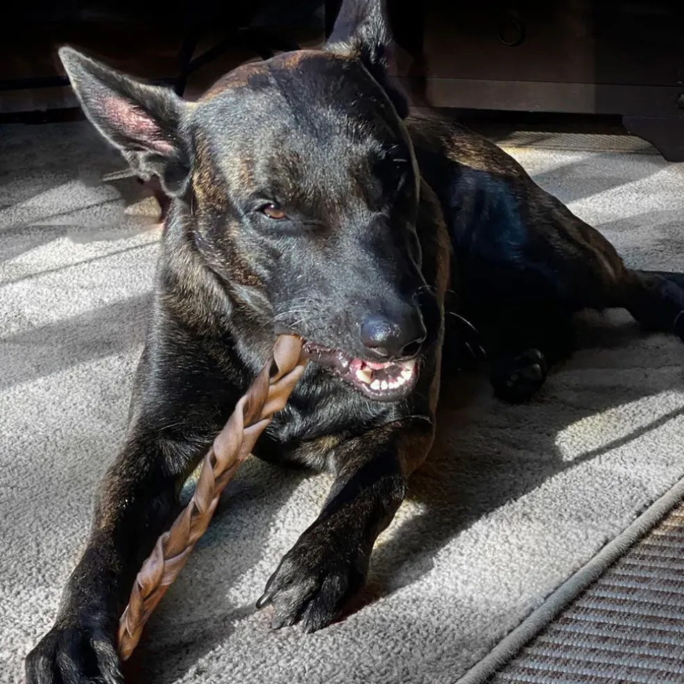 Fieldcrest Farms Premium Dog Chews 12" Braided Bully Crunchers