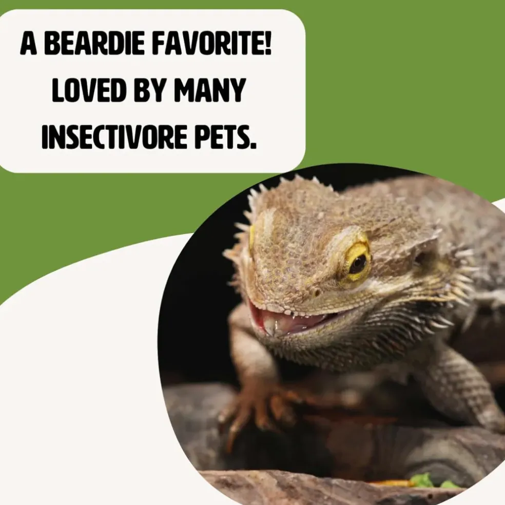 Fluker's Freeze-Dried Grasshoppers for Reptiles & Birds Treats (1 oz)