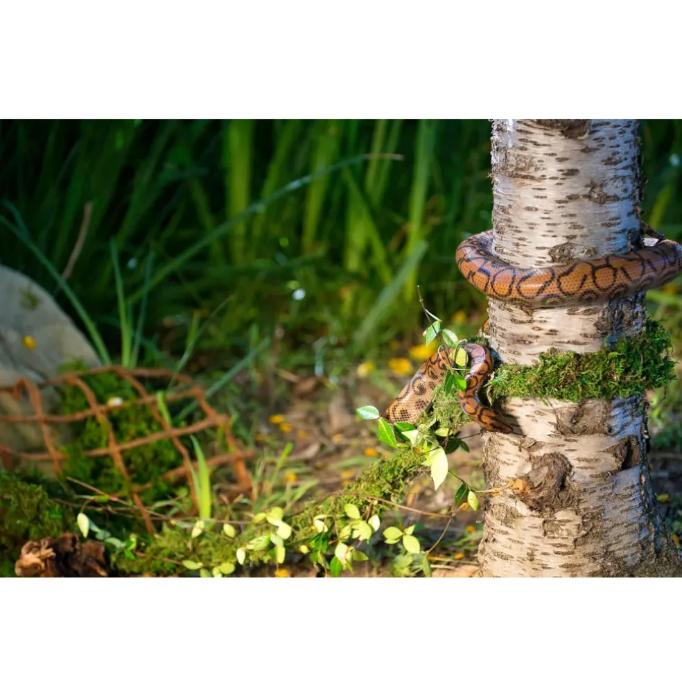 Galapagos MossVine for Hanging & Climbing (12 ft)